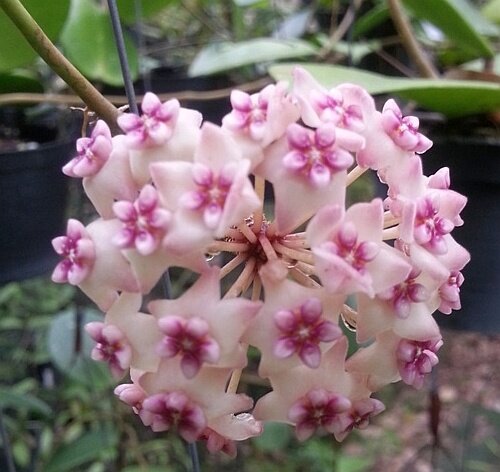 Hoya Sweet Scent