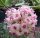 Hoya Sweet Scent