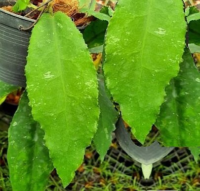 Hoya undulata