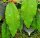 Hoya undulata