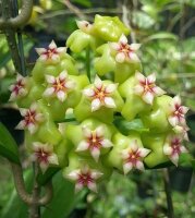 Hoya sp. UT 033