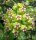 Hoya sp. UT 033