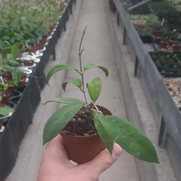 Hoya ruthiae UT 168