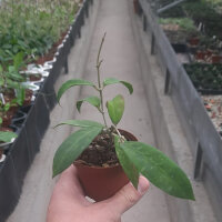 Hoya ruthiae UT 168