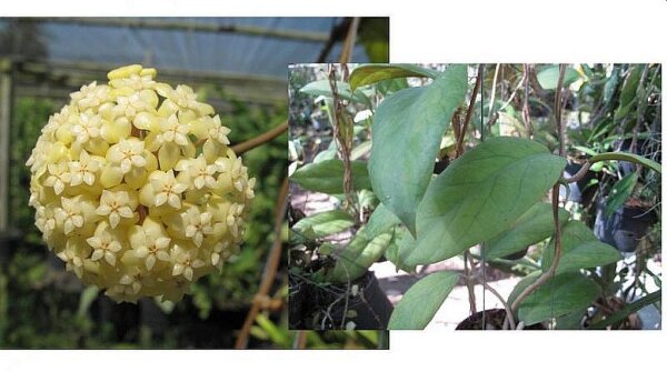 Hoya vitellinoides