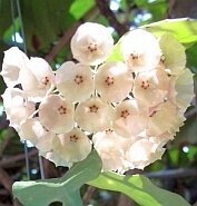 Hoya cystianthae