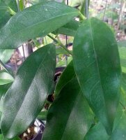 Hoya cystianthae