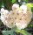 Hoya cystianthae
