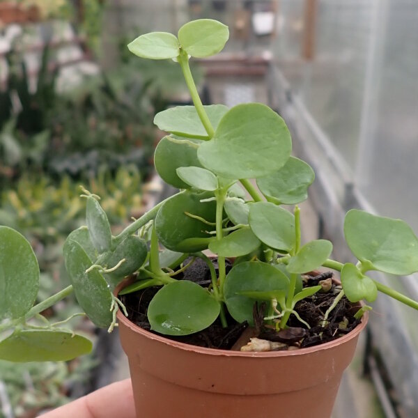 Dischidia imbricata