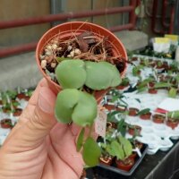 Dischidia imbricata