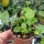 Dischidia imbricata
