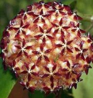 Hoya mindorensis PG 012