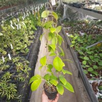 Hoya mindorensis PG 012