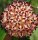 Hoya mindorensis PG 012