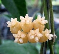 Hoya sp. Sabah GPS 7950