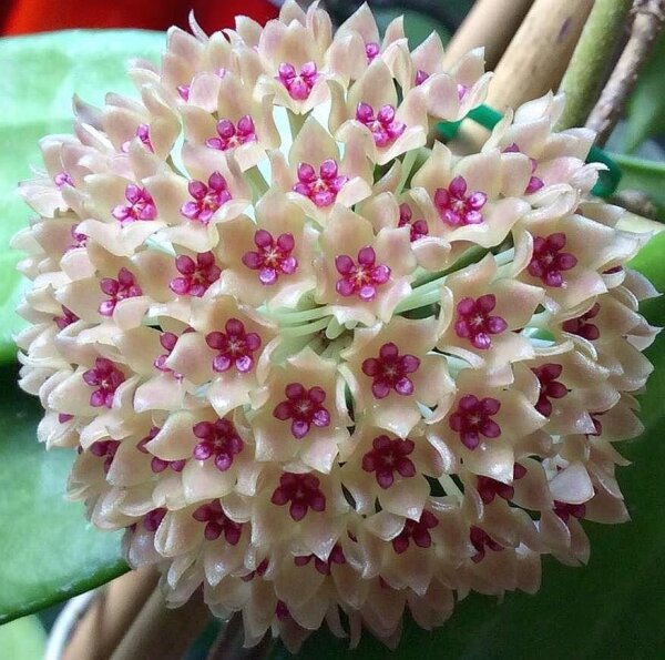 Hoya hanhiae cv. Yellow-Pink flower