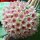 Hoya hanhiae cv. Yellow-Pink flower