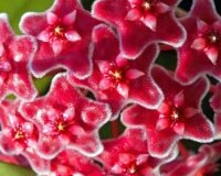 Hoya carnosa cv. Amore