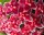 Hoya carnosa cv. Amore