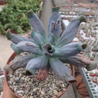 Echeveria runyonii cv. Cooks Pride