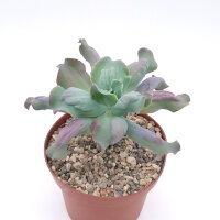 Echeveria runyonii cv. Cooks Pride