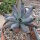 Echeveria runyonii cv. Cooks Pride