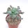 Echeveria runyonii cv. Cooks Pride