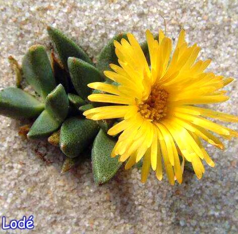 Rabiea albipunctata