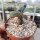 Dorstenia mecca Lav. 20541