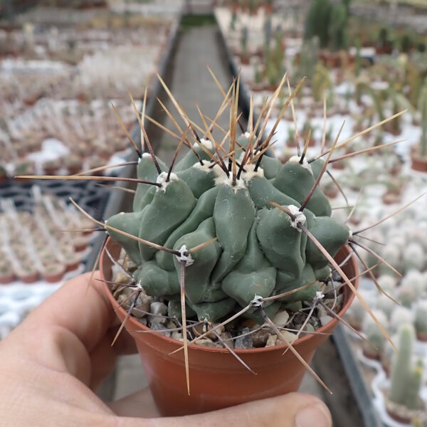 Thelocactus rinconensis