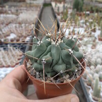Thelocactus rinconensis