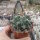 Thelocactus rinconensis
