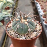 Gymnocalycium armatum