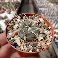 Gymnocalycium armatum