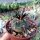 Gymnocalycium armatum