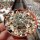 Gymnocalycium armatum