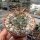 Gymnocalycium armatum