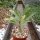 Sesamothamnus guerichii