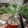 Sesamothamnus guerichii