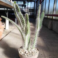 Opuntia engelmannii cv. Boskowitz