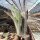 Opuntia engelmannii cv. Boskowitz