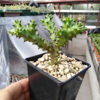 Edithcolea grandis Ghaza Hills