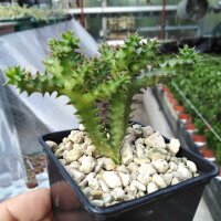 Edithcolea grandis Lake Baringo