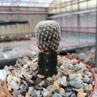 Mammillaria hermosana gepfr.