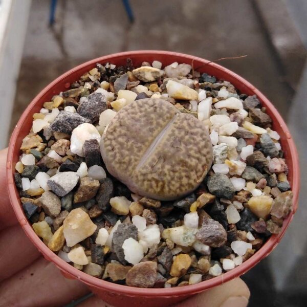 Lithops bromfieldii v. glaudinae  C 393