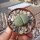 Lithops julii ssp. fulleri cv. Fullergreen