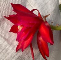 Epiphyllum-Hybr. Maienfeuer