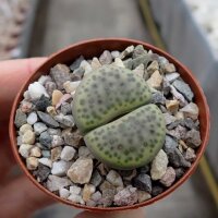 Lithops fulviceps v. laevigata C 412