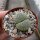 Lithops fulviceps v. laevigata C 412