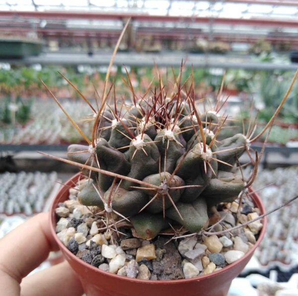 Thelocactus tulensis Tula